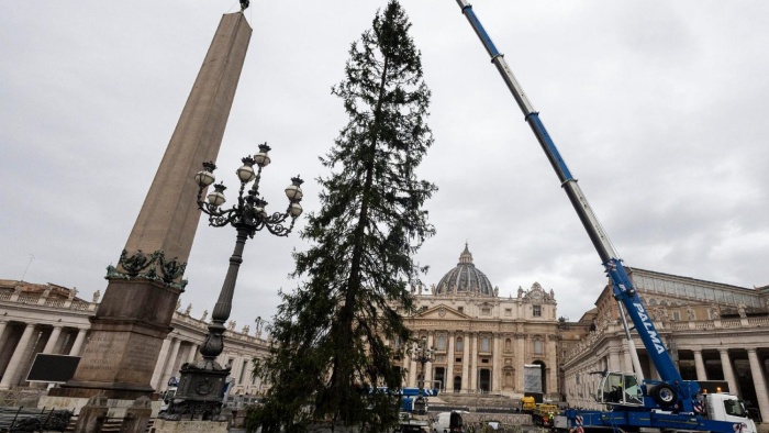 安裝在聖彼得廣場的萊德羅（Ledro）聖誕樹。（圖／vaticannews.va）